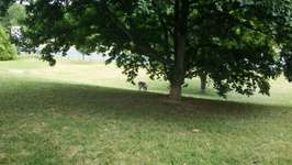 Hundeauslaufgebiet-Reichskanzler Müller Straße-Bild