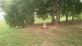 Hundeauslaufgebiet-Reichskanzler Müller Straße-Bild