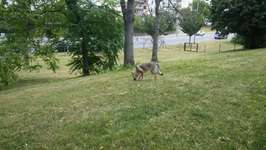 Hundeauslaufgebiet-Reichskanzler Müller Straße-Bild