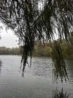 Hundeauslaufgebiet-Thalersee-Bild