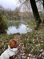 Hundeauslaufgebiet-Thalersee-Bild