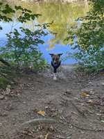 Hundeauslaufgebiet-Fechenheimer Weiher-Bild