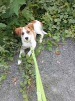 Rassen rätsel-Beitrag-Bild