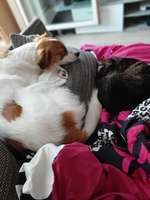 Rassen rätsel-Beitrag-Bild