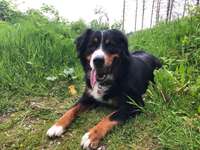 Epilepsie bei Hunden-Beitrag-Bild