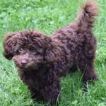 Ersteller:in Dominik Profilbild