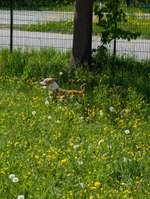 Hundeauslaufgebiet-Hundewiese Friedrichshafen-Bild