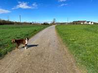 Hundeauslaufgebiet-Kapellenberg-Bild