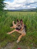 Fotochallenge Nr. 51 "Euer Hund mit anderen Tieren"-Beitrag-Bild