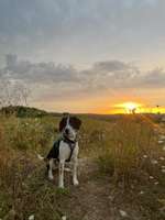 Hundeauslaufgebiet-Höglinger Weiher-Bild