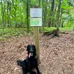 Hundeauslaufgebiet-Meyerspark-Bild