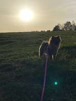 Hundeauslaufgebiet-Utopion-Bild