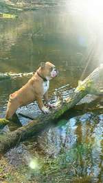 Hundeauslaufgebiet-Hundestrandbad Wingst-Bild