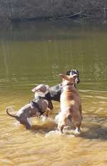 Hundeauslaufgebiet-Hundestrandbad Wingst-Bild