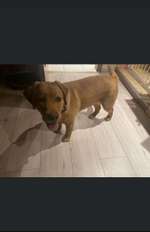 Suchmeldung-Baya von Pöhlen-Bild