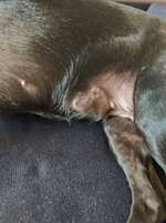 Schwellung mit Knoten nach Standhitze-Beitrag-Bild