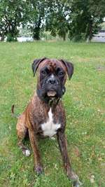 Geschwister von meinem Boxer geb. 24.08.2021 gesucht-Beitrag-Bild