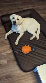 Wo kann man diese Schildkröte von Duvo kaufen-Beitrag-Bild