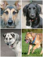 An alle Hundetrainer in Ausbildung-Beitrag-Bild