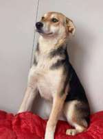 Suchmeldung-Amalia / Bailey-Bild