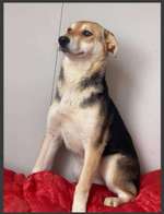 Suchmeldung-Amalia-Bild