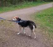 Suchmeldung-Amalia / Bailey-Bild