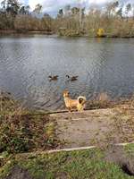 Hundeauslaufgebiet-Gundwiesen-Bild