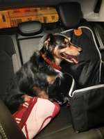 Hund gefunden Berlin Friedrichshagen!!!-Beitrag-Bild