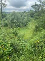 Hundeauslaufgebiet-Altstadt Park-Bild