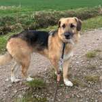 Suchmeldung-Stitch-Bild