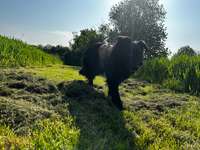 Aggressivität beim Kennenlernen anderer Hunde-Beitrag-Bild