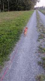 Hundeauslaufgebiet-Söllershöhe-Bild