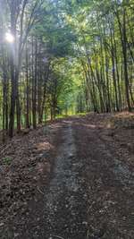 Hundeauslaufgebiet-Söllershöhe-Bild