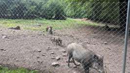 Hundeauslaufgebiet-Schollie's Walderlebnispfad-Bild