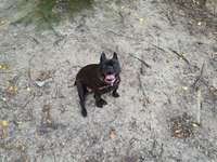 Hundeauslaufgebiet-Trimm Dich Wald-Bild