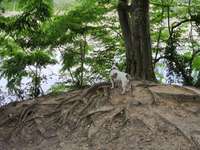 Hundeauslaufgebiet-Trimm Dich Wald-Bild