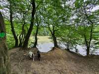Hundeauslaufgebiet-Trimm Dich Wald-Bild