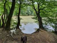 Hundeauslaufgebiet-Trimm Dich Wald-Bild