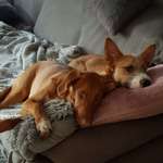 Ersteller:in Pia Profilbild