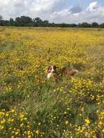 Hundeauslaufgebiet-Seegefelder Straße/Bahnhof Albrechtshof-Bild
