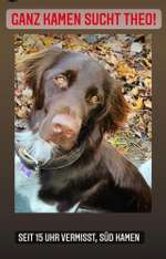 Suchmeldung-Theo-Bild