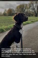 Suchmeldung-Theo-Bild