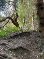 Hundeauslaufgebiet-Harzer Hundewald-Bild