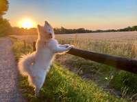 Hundeauslaufgebiet-Kleine Feldrunde am Hexbachtal-Bild