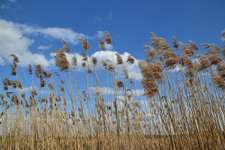 Reha / Kur Klinik mit Hund-Beitrag-Bild