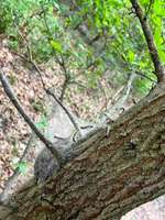 Hundeauslaufgebiet-Hundeauslauf Teltow-Bild