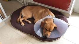 Hunde-OP / Krankenversicherung - ein Must-Have aus unsere Sicht-Beitrag-Bild