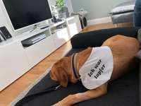 Hunde-OP / Krankenversicherung - ein Must-Have aus unsere Sicht-Beitrag-Bild