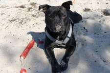 Staffordshire Bull Terrier-Beitrag-Bild