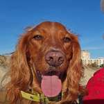 Suchmeldung-Marley-Bild